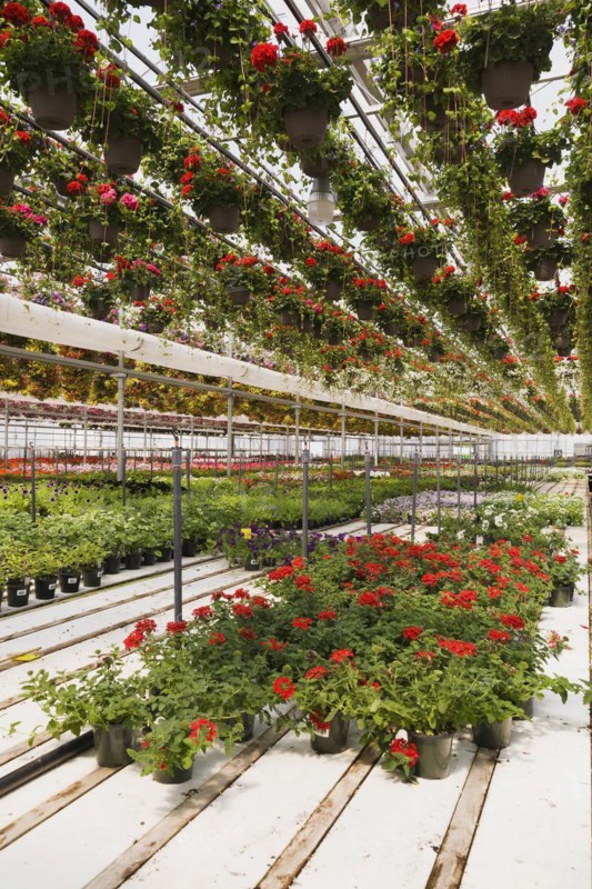 Red Pelargonium, Geranium flowers in hanging baskets plus mixed flowering plants in containers inside greenhouse in spring, Quebec, Canada, North America