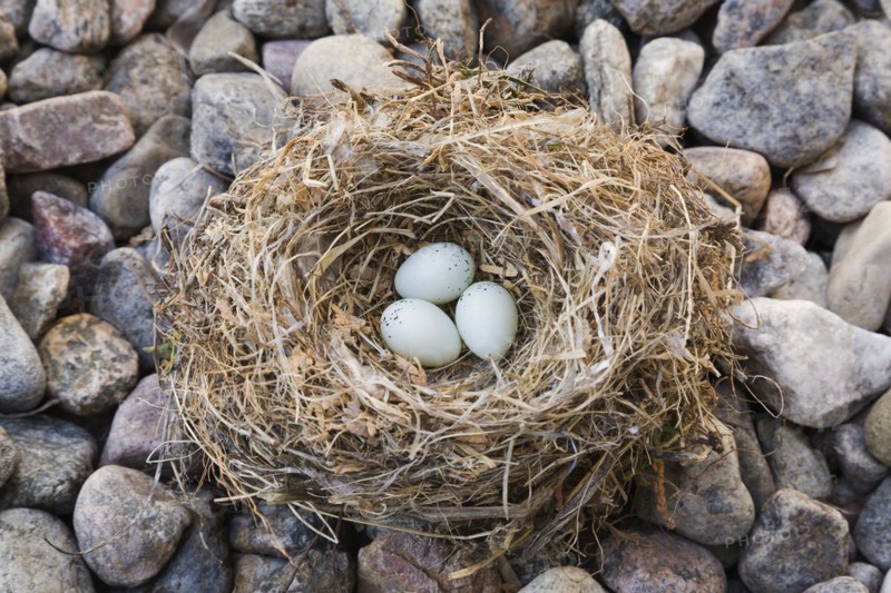 Close-up of Housefinch, Haemorhous mexicanus bird nest with three eggs on a bed of river stones, Quebec, Canada, North America