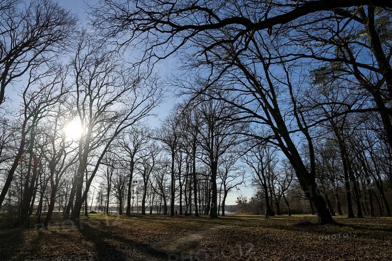 Trees in Sacrow Castle Park, Potsdam, Brandenburg, Germany, Europe