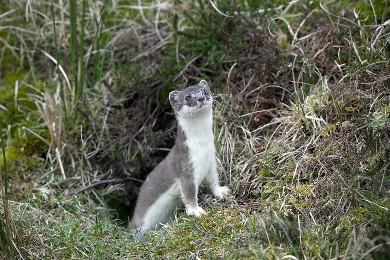 Stoat, ermine, short-tailed weasel (Mustela erminea) in summer coat leaving burrow