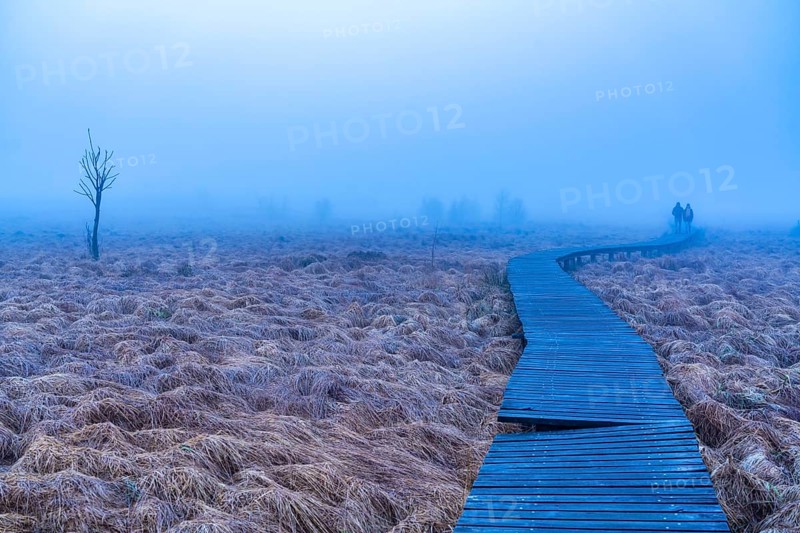 The High Fens nature park Park, in the German-Belgian border region near Eupen, winter, fog, wooden plank paths north-east of the Baraque Michel, Eupen, Belgium, Europe