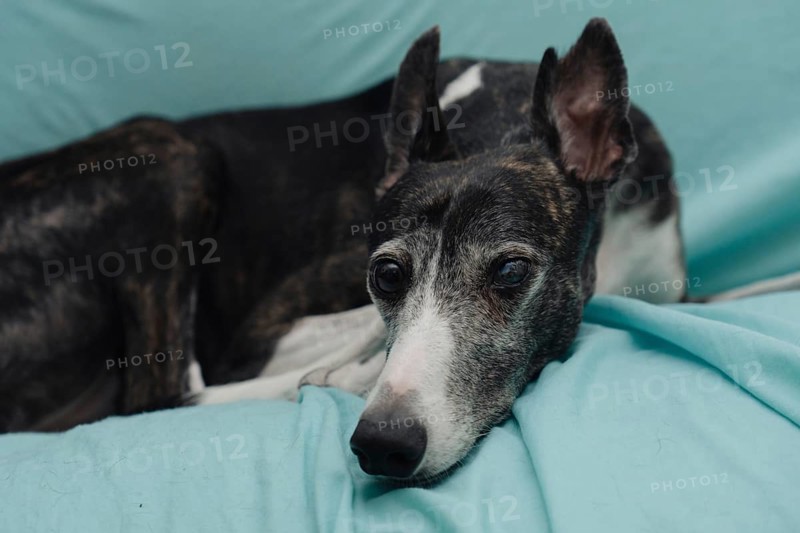 A rescued greyhound, blind in one eye and with cropped ears, gazes directly into the camera as she lies on a turquoise-covered armchair