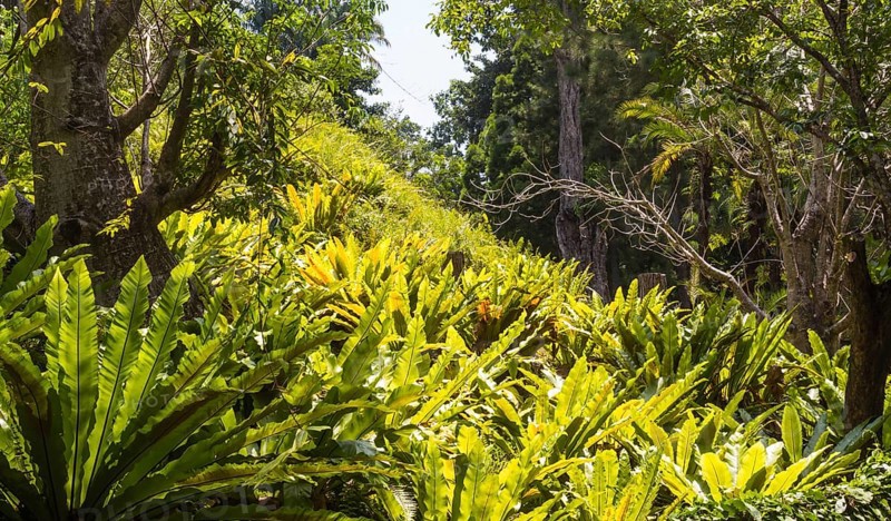 Hill with ferns in the botanical garden in Singapore