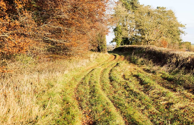 Grassy rutted track part of an ancient avenue from Beckhampton towards Avebury, Wiltshire, England, UK