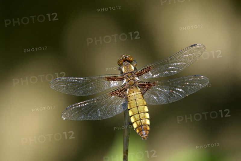 Broad-bodied chaser (Libellula depressa), resting female, on perch, sunny, Bottrop, Ruhr area, North Rhine-Westphalia, Germany, Europe