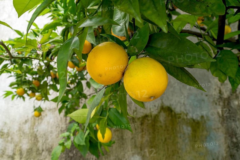 Orange tree with fruits and also blossoms, Limone sul Garda, Lake Garda, Province of Brescia, Lombardy, Italy, Europe