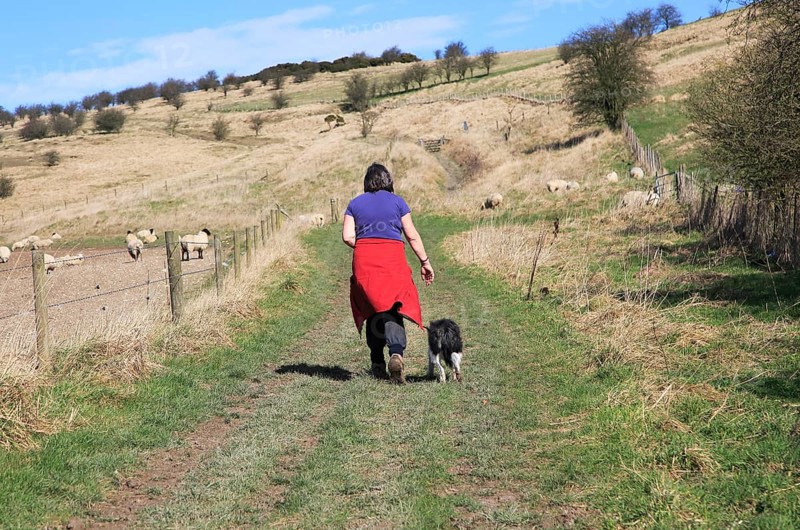 Woman walking dog on lead past sheep, Cherhill Downs, Wiltshire, England, UK