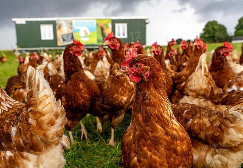 Chickens in a meadow, mobile housing, free-range chickens, free-range eggs, north of Warstein-Allagen, North Rhine-Westphalia, Germany, Europe