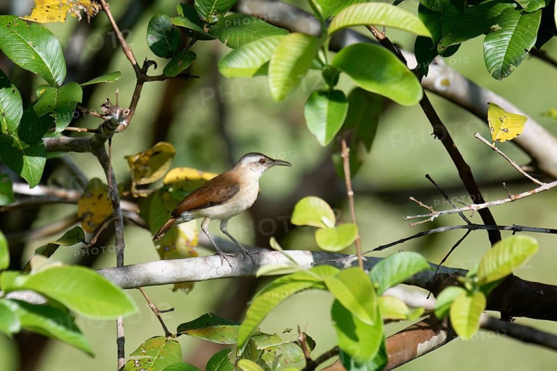 Lesser Hornero, Furnarius minor, Amazon Basin, Brazil, South America