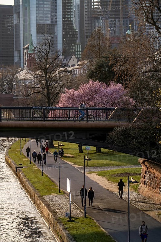 Main riverbank in Frankfurt, spring, Ignatz-Bubis-Bridge, Hesse, Germany, Europe