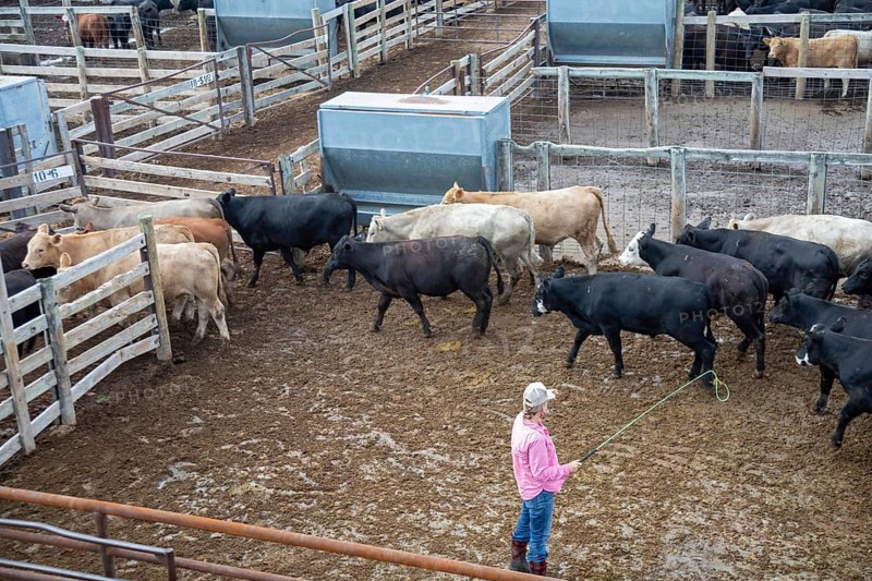 Oklahoma City, Oklahoma, A worker herds cattle at the Oklahoma National Stockyards. Since it was founded in 1910, more than 100 million cattle have been sold at ONSY's weekly auctions