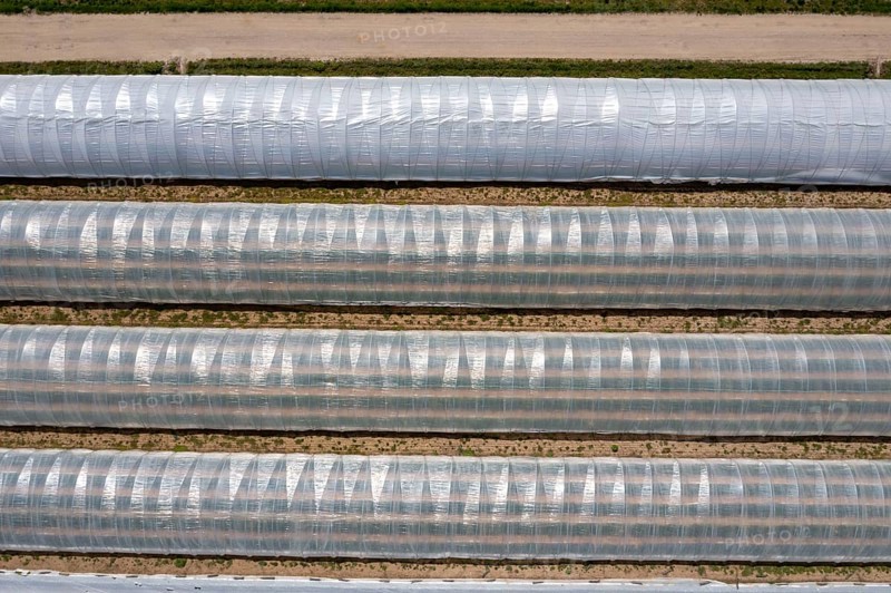 Open field strawberry cultivation in a foil greenhouse, young strawberry plants growing, near Dormagen, Rhineland, North Rhine-Westphalia, Germany, Europe