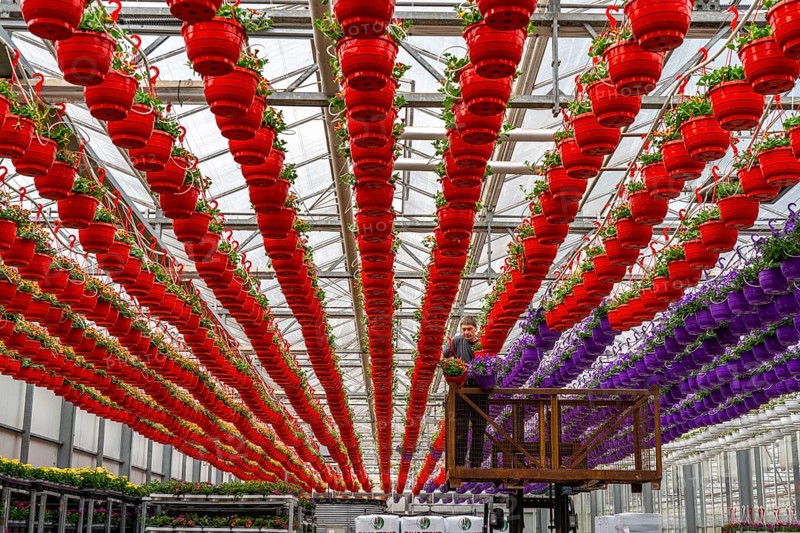 Horticultural business, flower pots, so-called petunia ampel, grow in a greenhouse, under the glass roof, until they have the right growth stage for retail, each pot is watered individually, by drip irrigation, Straelen, North Rhine-Westphalia, Germany, Europe