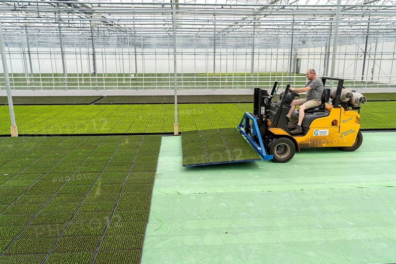 Horticultural business, cuttings, heather, heather plants, Calluna vulgaris, are transported after growing and repotting, into a greenhouse, for further growth, North Rhine-Westphalia, Germany, Europe