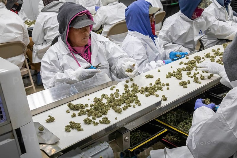 Paw Paw, Michigan, Migrant farmworkers at Grasshopper Farms trim the buds of the newly-harvested cannabis crop