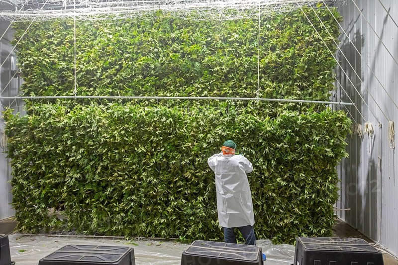 Paw Paw, Michigan, Migrant farmworkers at Grasshopper Farms hang the newly-harvested cannabis on nets to dry
