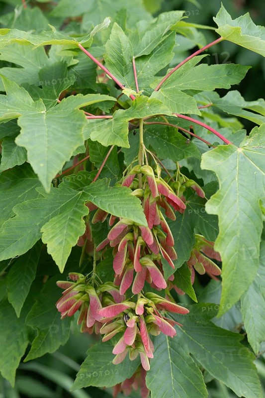Sycamore maple (Acer pseudoplatanus), fruit stand, Mecklenburg-Western Pomerania, Germany, Europe