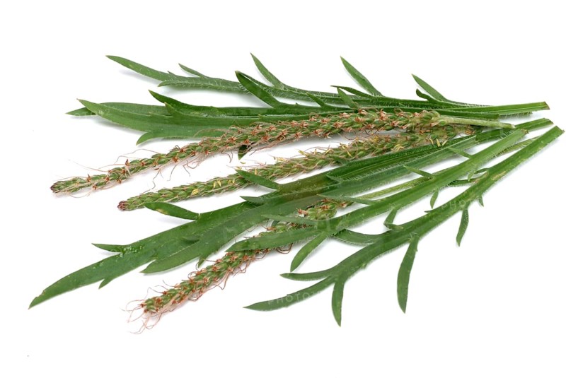 Vegetable, salad plant, crow's foot plantain, Plantago coronopus), also known as stag's horn plantain, slit plantain, slit-leaf plantain, capuchin beard, monk's beard or goat's beard, plant species from the plantain genus