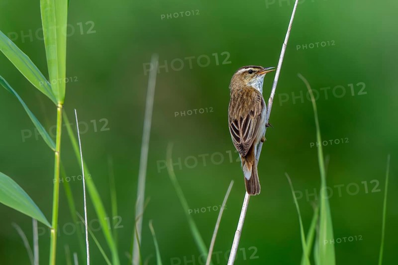 Sedge warbler (Acrocephalus schoenobaenus, Motacilla schoenobaenus) calling from reed stem in reedbed in summer