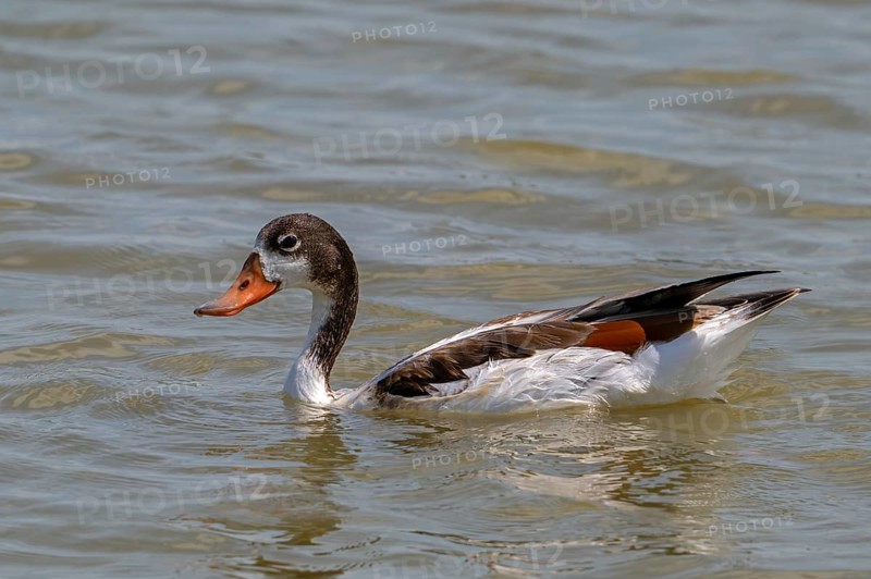 Common shelduck (Tadorna tadorna) juvenile swimming in pond in wetland in summer