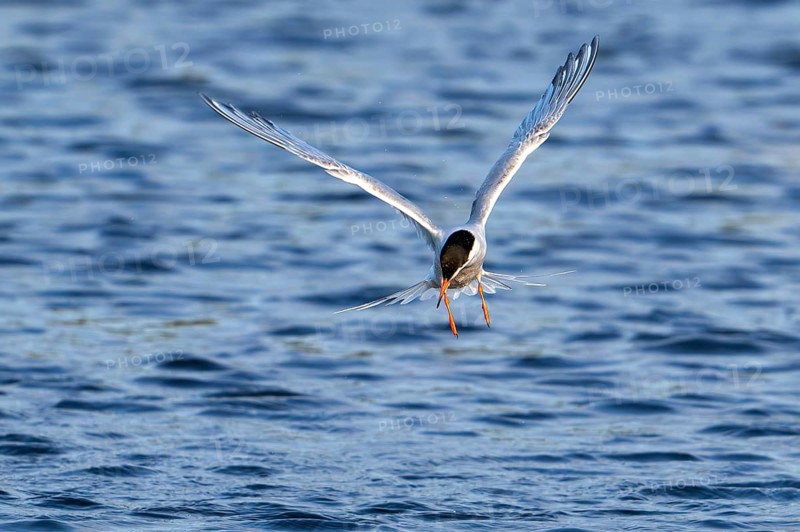 Common tern (Sterna hirundo) adult in breeding plumage in flight, fishing along the North Sea coast in summer