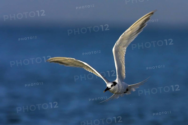 Sandwich tern (Sterna sandvicensis), Bowman's Beach, Sanibel Island, Florida, USA, North America