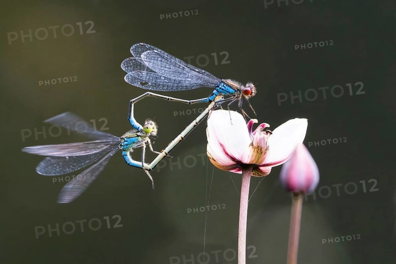 Mating, mating wheel of the Small Red-eyed Damselfly (Erythromma viridulum) on a flower of the flowering rush (Butomus umbellatus), Hesse, Germany, Europe