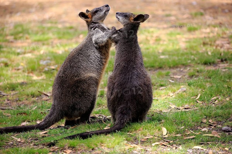 Swamp wallaby (Wallabia bicolor), pair, social behaviour, Mount Lofty, South Australia, Australia, Oceania
