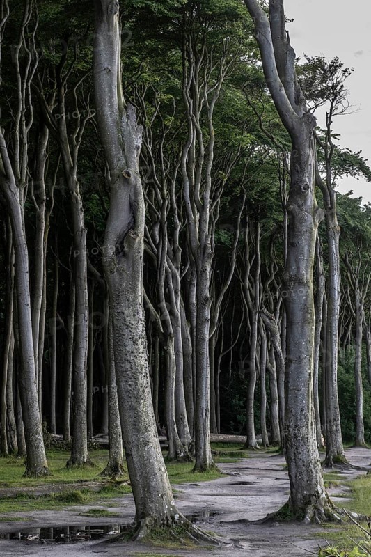 Beech forest (Fagus sylvatica), Ghost Forest Nienhagen, Mecklenburg-Western Pomerania, Germany, Europe