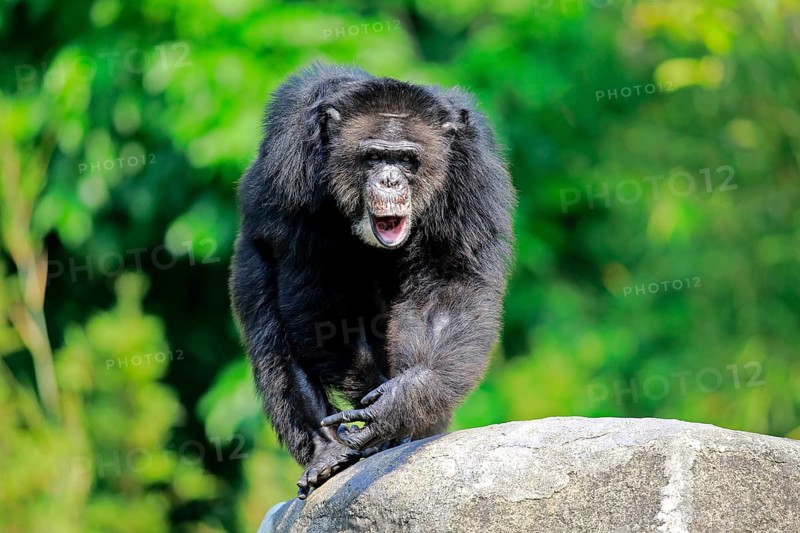 Chimpanzee (Pan troglodytes troglodytes), adult male