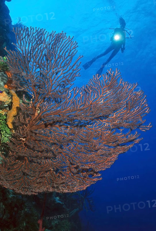Deep-sea coral (Iciligorgia schrammi) Horn coral, Caribbean, Cabo Cabron Tower, Las Terrenas, Dominican Republic, Central America