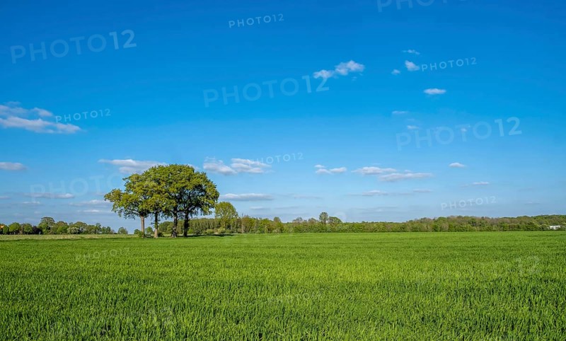 Grain field with trees and blue sky with some clouds on a sunny day, Münsterland, North Rhine-Westphalia, Germany, Europe