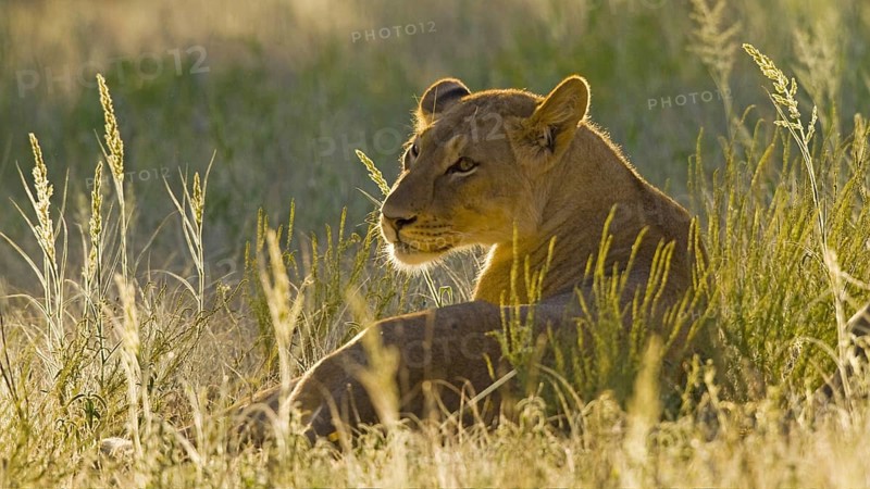 Resting female lion (Panthera leo) Lioness backlit by the evening sun Kalahari South Africa