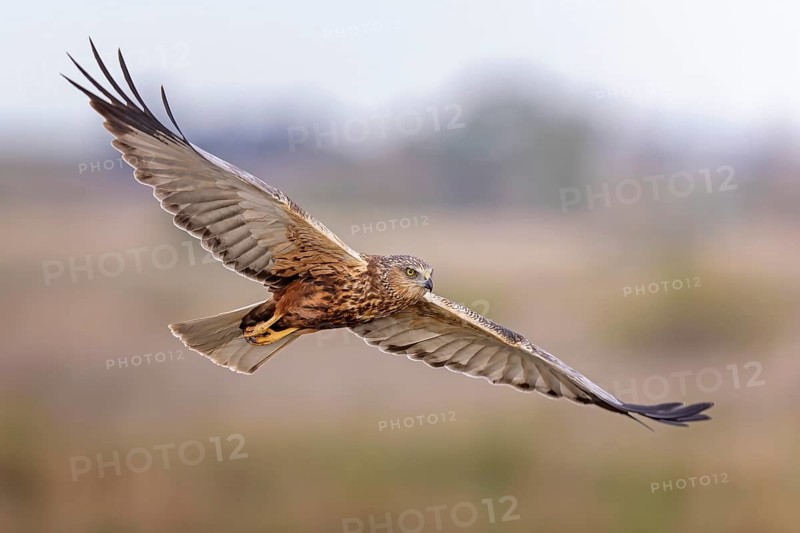 Marsh harrier (Circus aeruginosus) medium-sized bird of prey, male, hunting in reeds, looking for food, defending own territory, flying, wingspan, Toledo, Spain, Europe