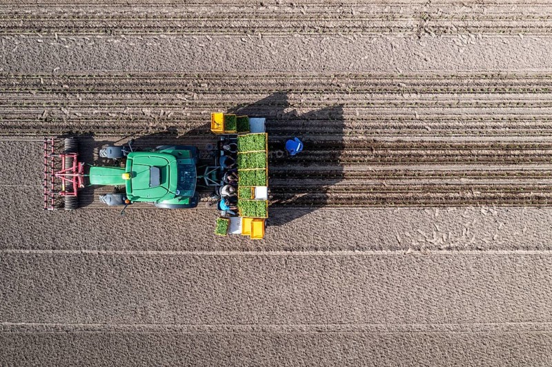 Vegetable cultivation, celery plants are planted in the field with a planting machine, Niederkrüchten, North Rhine-Westphalia, Germany, Europe