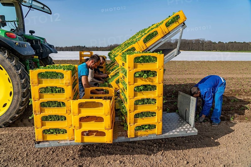 Vegetable cultivation, celery plants are planted in the field with a planting machine, Niederkrüchten, North Rhine-Westphalia, Germany, Europe