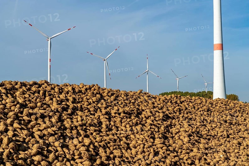 Agriculture, sugar beets are stacked at the edge of the field after harvesting, beet pile, intermediate storage in front of transport to the sugar factory, near Grevenbroich, North Rhine-Westphalia, Germany, Europe