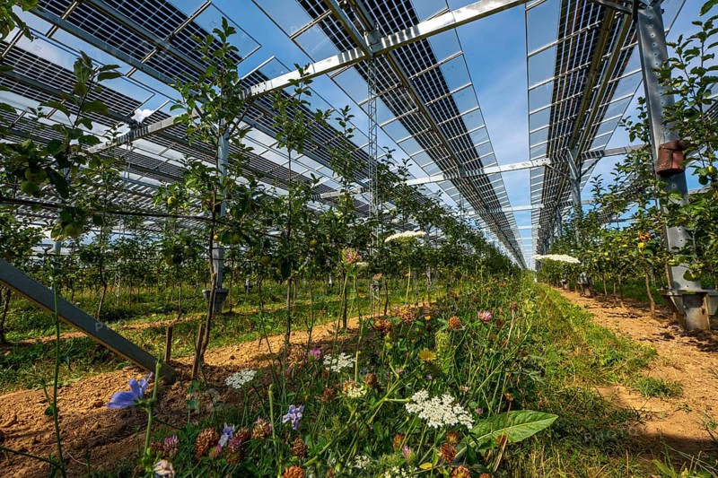 Agri-photovoltaic test plant, an apple orchard with two different systems of PV modules was roofed over 3000 square metres, rain and sunlight comes through, at the same time protection against hail and heavy rain, next to it are the same trees but without a solar roof, as a comparison object, how the PV roof affects the trees and harvest, the field test is accompanied by the Fraunhofer Institute for Solar Energy Systems ISE, bee-friendly wildflower planting between the rows of trees, in Grafschaft-Gelsdorf, Rhineland-Palatinate, Germany, Europe