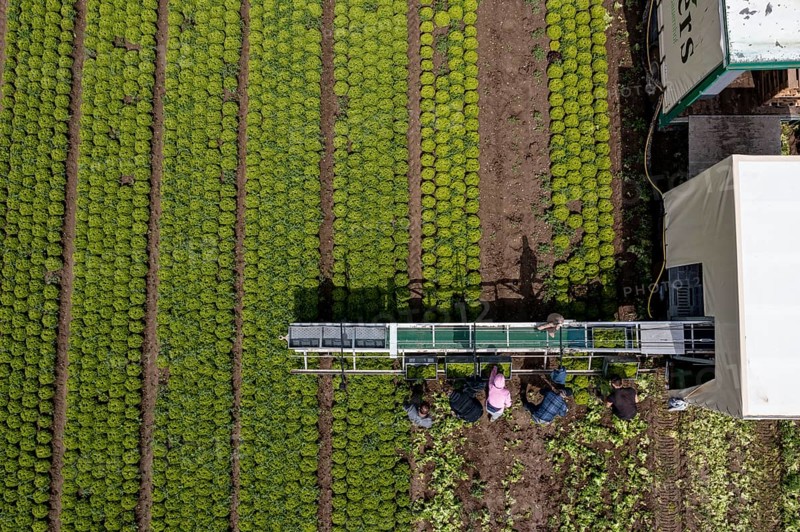 Harvesting Lollo Bianco lettuce, harvest workers cut off the lettuce heads, clean them and put them in boxes, they are washed in the trailer and packed for the customers, North Rhine-Westphalia, Germany, Europe