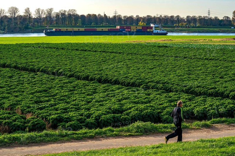 Kale field, growing area in the south of Düsseldorf, Volmerswerth district, cargo ship on the Rhine, North Rhine-Westphalia, Germany, Europe