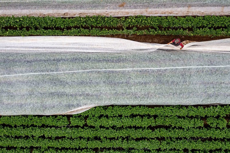 Potato field, fleece cover is removed, the fleece is intended to protect against weather influences, pests, hailstorms in spring and supports growth at low temperatures, here early potatoes, 6 weeks after planting, a good 3 weeks until harvest, North Rhine-Westphalia, Germany, Europe