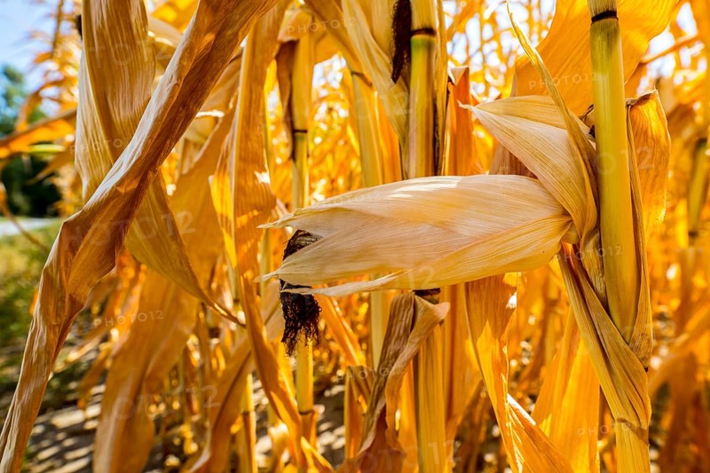 Corn field dried up and only low grown, small corn cobs, due to the summer drought, drought, in East Westphalia Lippe, North Rhine-Westphalia, summer 2018