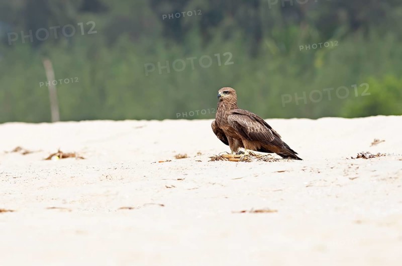 Steppe buzzard (Buteo buteo) at Marari Beach or beach, Mararikulam, Alappuzha district, Kerala, India, Asia