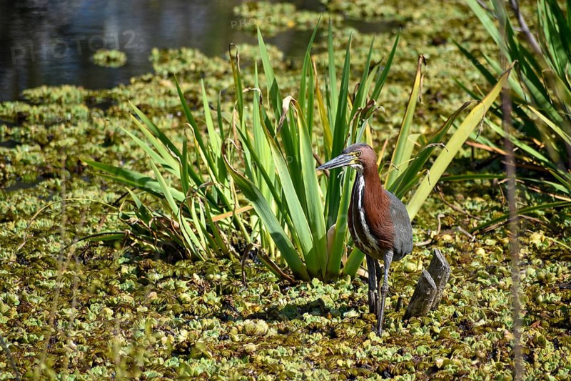 Rufescent tiger heron (Tigrisoma lineatum) in the wild, seen in Buenos Aires, Argentina, South America