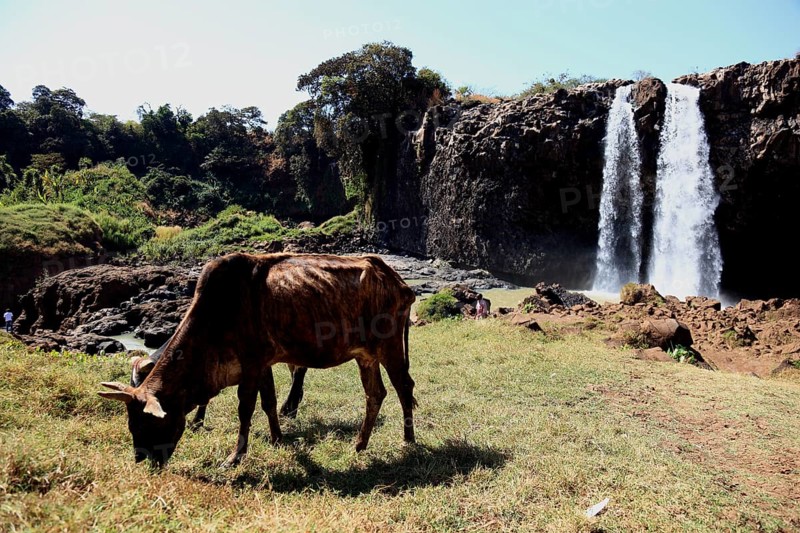 Ahamra region, landscape at the Blue Nile waterfall, in the highlands of Abyssinia, Blue Nile, Tis Issat waterfall, Kuh, Ethiopia, Africa