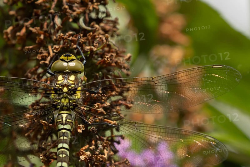 Southern hawker dragonfly (Aeshna cyanea) adult female insect resting on a garden Buddleja flower, Suffolk, England, United Kingdom, Europe