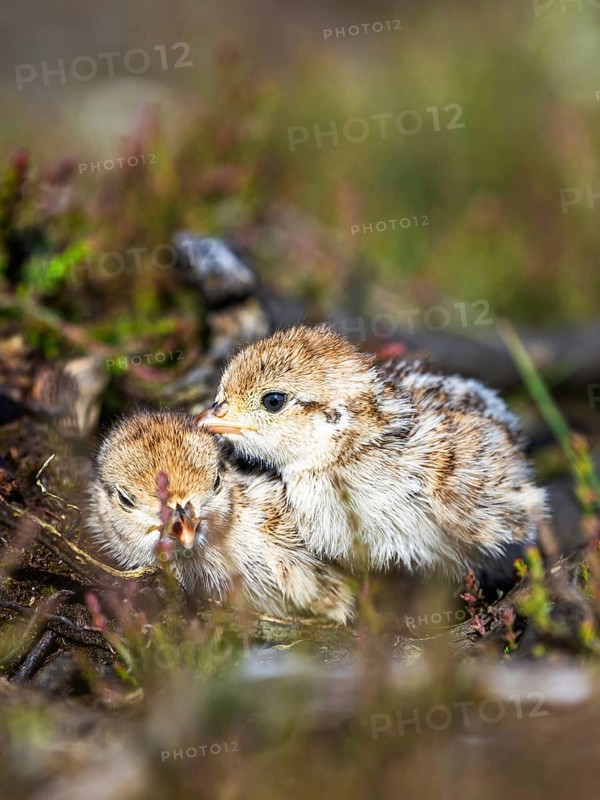 Chick of Red-legged Partridge, Alectoris rufa, North York Moors National Park, Yorkshire, England, United Kingdom, Europe