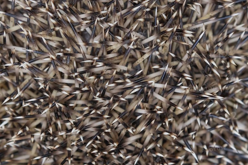 European hedgehog (Erinaceus europaeus) adult animal close up of its spines, England, United Kingdom, Europe