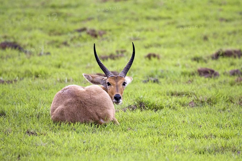 Reedbuck, (Redunca arundinum), male, Mahango NP, Caprivi, Namibia, Africa