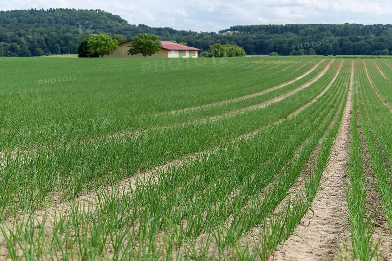 Young leek in field, (Allium porrum), Baden-Württemberg, Germany, Europe